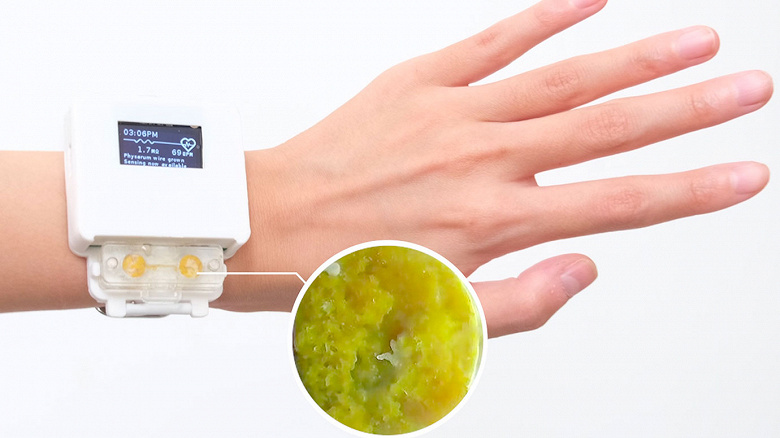 Scientists Create Living Smartwatch Powered by Slime mold