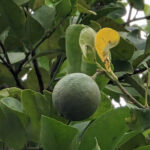 Shot taken with Pixel 7 Pro