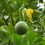 Shot taken with the Galaxy S23 Ultra