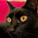 200 megapixels – a new level of macro photography. Samsung Galaxy S23 Ultra Galaxy S23 Ultra