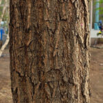 “Extremely natural details on the Xiaomi 13 Ultra. Xiaomi 13 Ultra