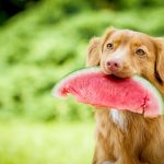 Fruit for Fido: A Guide to Safe Fruits for Dogs