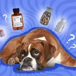 Relieving Your Dog’s Pain: What Can You Give Them? what can you give a dog for pain