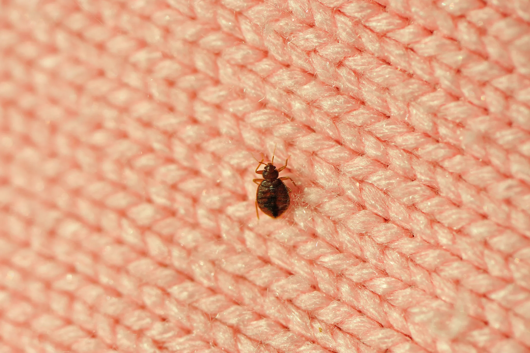 Early Signs Of Bed Bugs How To Identify Infestations 2732