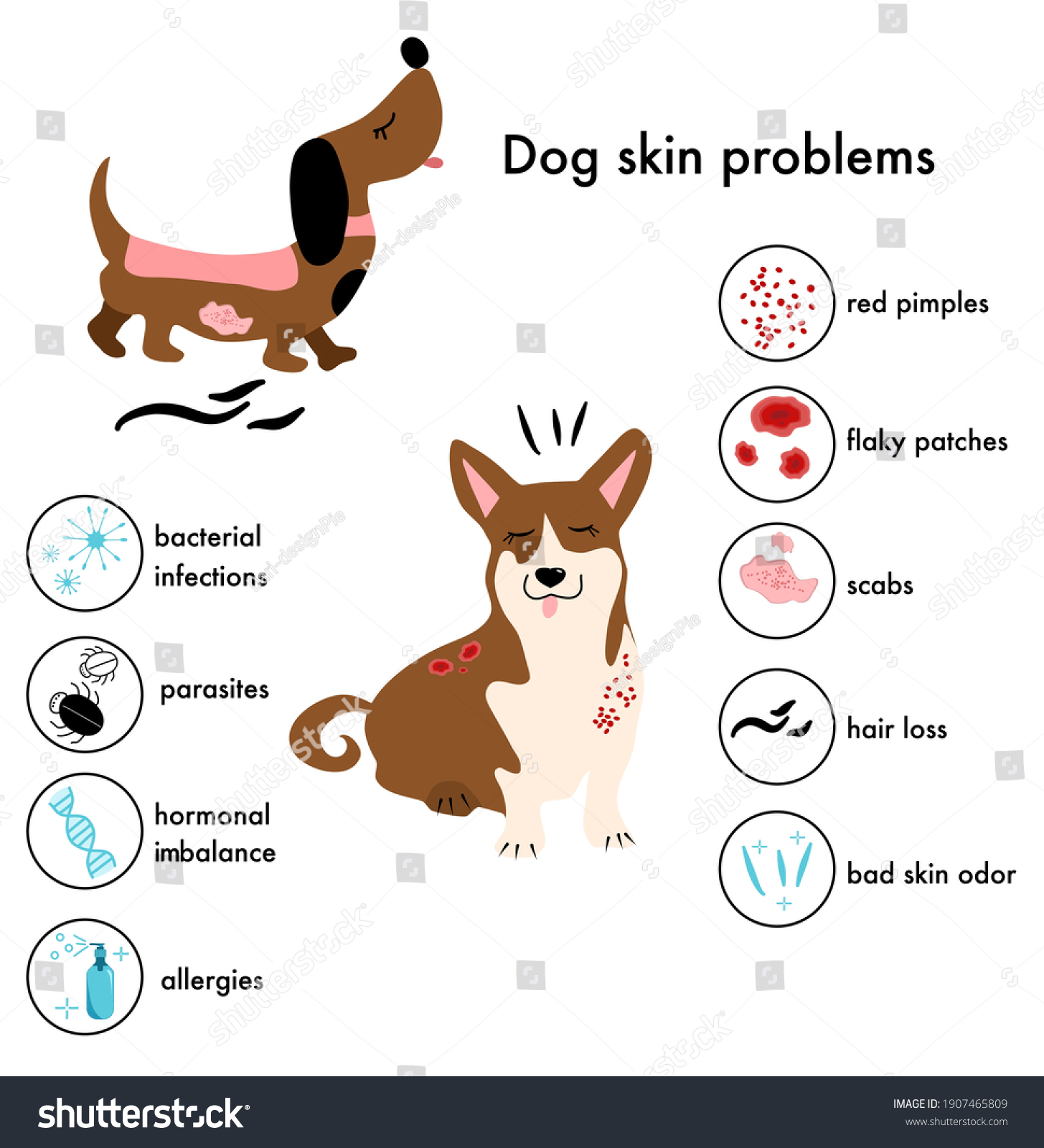 understanding-common-dog-skin-conditions-causes-symptoms-and