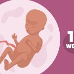 Pregnancy: How Many Months is 14 Weeks? 14 weeks in months