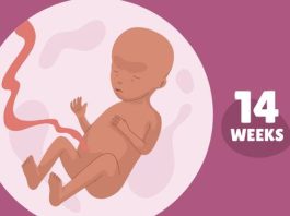 14 weeks in months