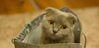 Blood in Cat Urine