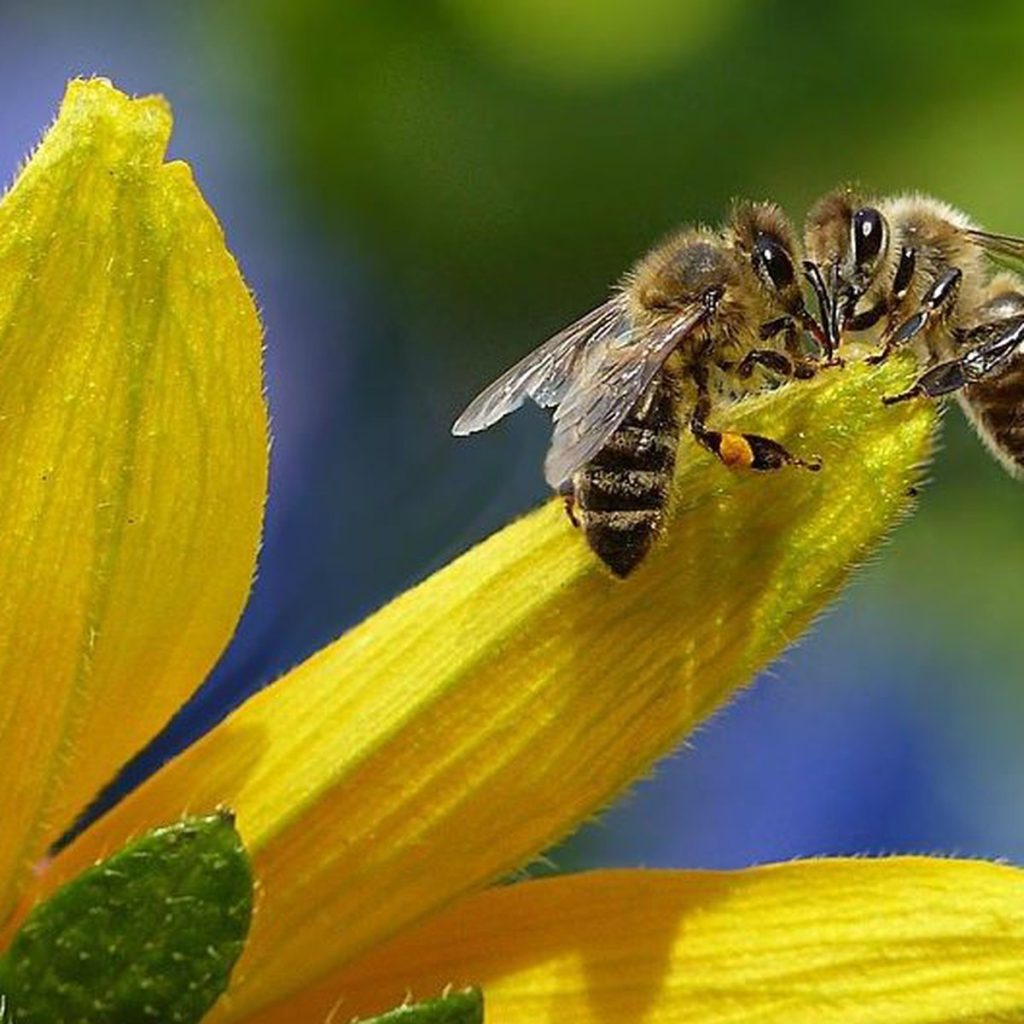 Cumberland County bee city