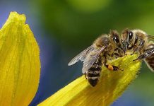 Borough in Cumberland County becomes a bee city Cumberland County bee city