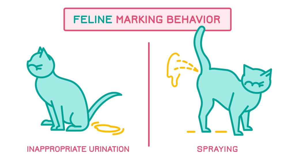 Do Female Cats Spray