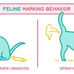 Do Female Cats Spray? Understanding Feline Behavior and Marking Do Female Cats Spray