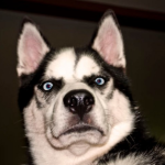 MTS introduces a commission for replenishing the account of home Internet and TV. MTS