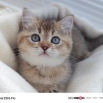 Details about the flagship Nubia Z50S Pro and an example photo from the camera Nubia Z50S Pro