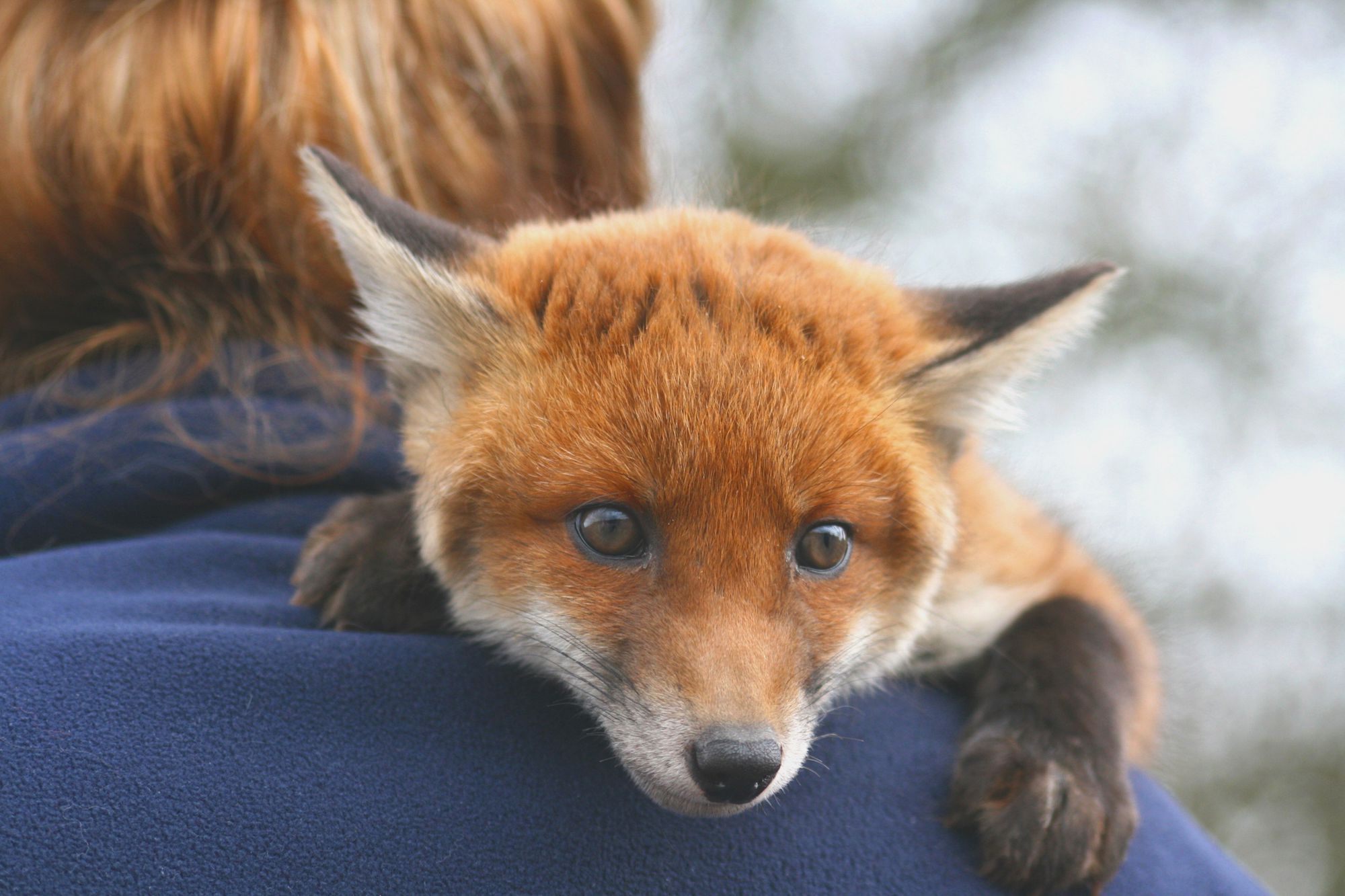 Pet Fox