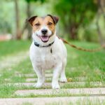 3 Pet Supplements Your Pet Should Be Taking Pet Supplements Your Pet Should Be Taking