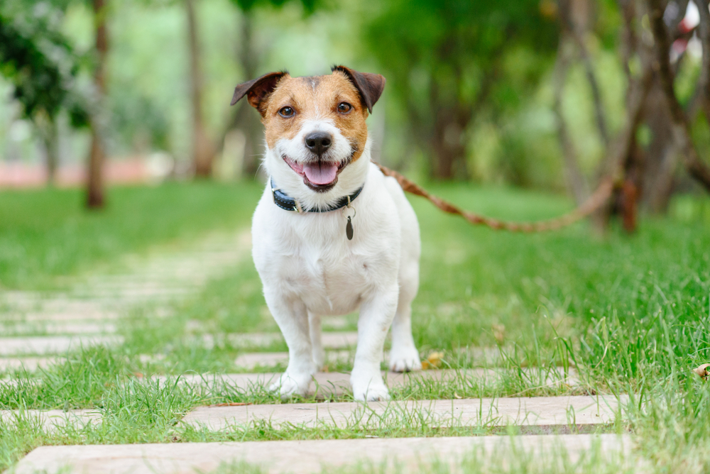 Pet Supplements Your Pet Should Be Taking