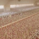 The next pandemic could spring from the US meat supply The next pandemic could spring from the US meat supply