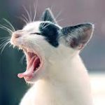 Cat Sneezing: Causes, Treatment, and When to Worry cat sneezing