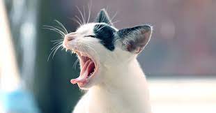 cat sneezing