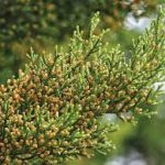 Cedar Fever: Understanding and Managing the Seasonal Allergy cedar fever