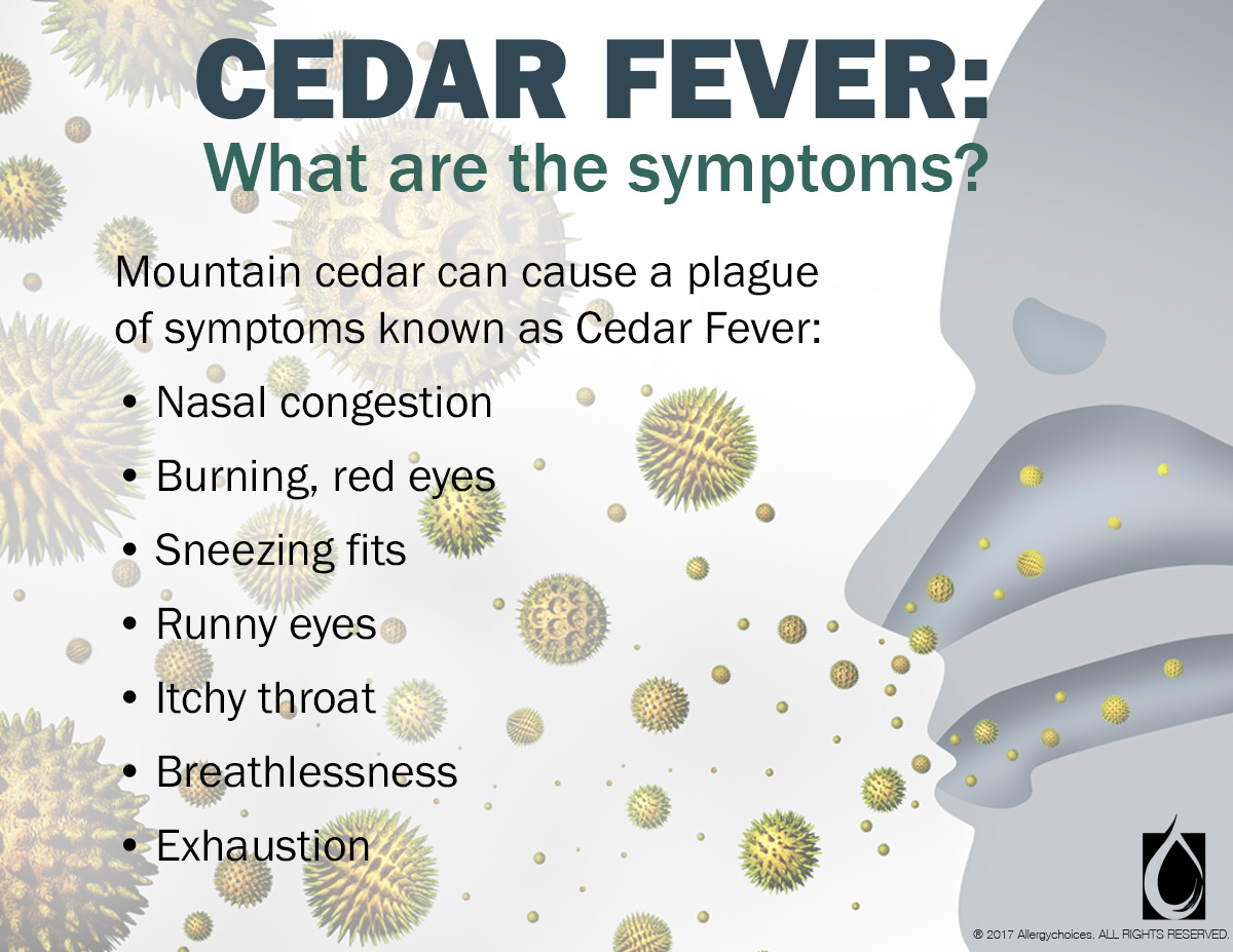 cedar fever symptoms