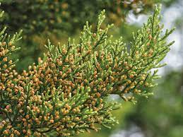cedar fever
