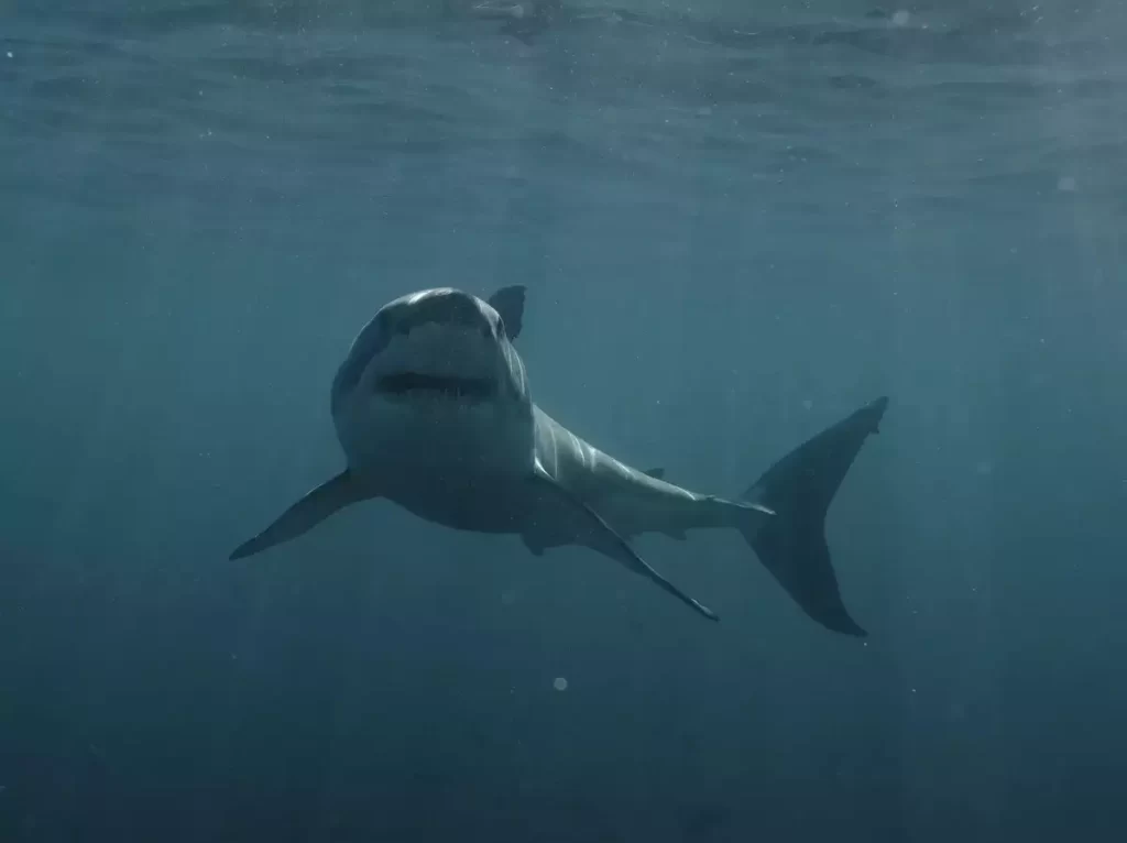 cocaine sharks documentary