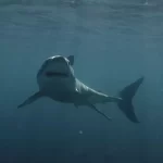 ‘Cocaine Sharks’ documentary on Discovery separates fact from fiction cocaine sharks documentary