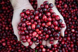 cranberry juice for uti