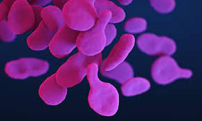 mycoplasma genitalium
