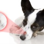 Ringworm in Dogs: Causes, Symptoms, and Effective Treatments ringworm in dogs