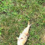 Unusual Incident: Airborne Fish Causes New Jersey Power Outage Airborne Fish Causes New Jersey Power Outage