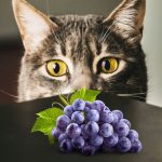 Can Cats Eat Grapes? Exploring the Feline Diet and Toxic Foods Can Cats Eat Grapes