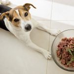 Can I Feed My Dog Ground Beef and Rice Everyday? Pros, Cons, and Expert Advice Can I Feed My Dog Ground Beef and Rice Every Day
