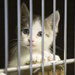 Can I Legally Trap Cats on My Property? Exploring Legalities and Ethical Considerations Can I Legally Trap Cats on My Property