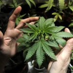 Rapid Growth of Cannabis Users in the US Dr Sanjay Gupta Cannabis is having a senior moment