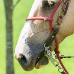 Confirmed Case of Eastern Equine Encephalitis in Morristown Horse Raises Concerns Eastern Equine Encephalitis in Morristown Horse