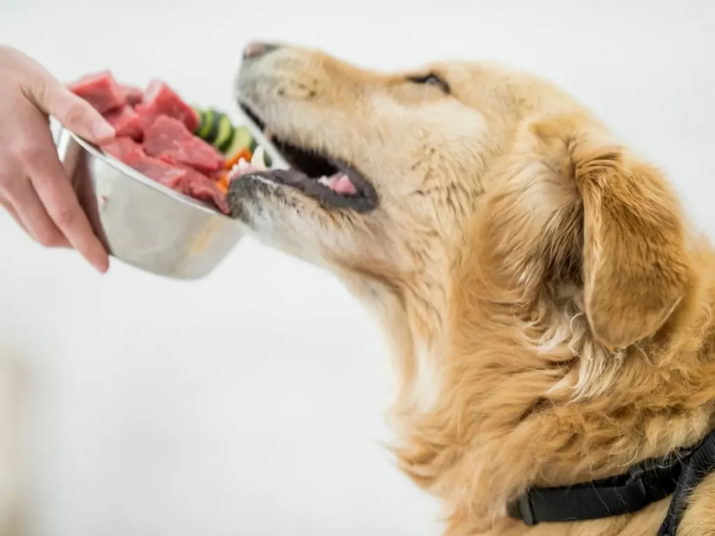 Feeding Raw Meat from the Supermarket to Dogs
