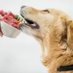 Can I Feed My Dog Raw Meat from the Supermarket? Pros, Cons, and Precautions Feeding Raw Meat from the Supermarket to Dogs