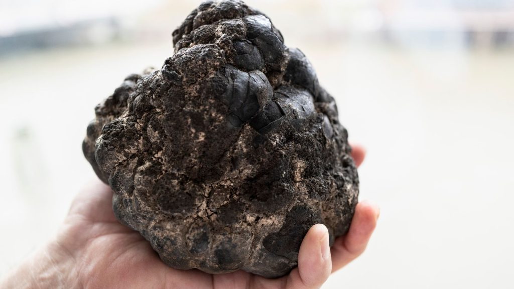 Poly-metallic nodules are essential to green tech and renewable energy