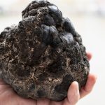 Advancing Deep Sea Mining Plans: International Approval Pending Poly-metallic nodules are essential to green tech and renewable energy