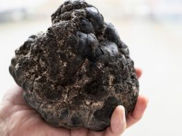Poly-metallic nodules are essential to green tech and renewable energy