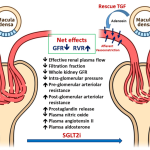 SGLT2 Inhibitors