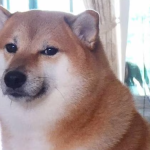 Cheems Balltze’s Journey Comes to an End at 12 Viral dog Cheems Balltze