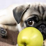 Are Apples Good for Dogs? A Nutritional Guide and Safety Tips are apples good for dogs