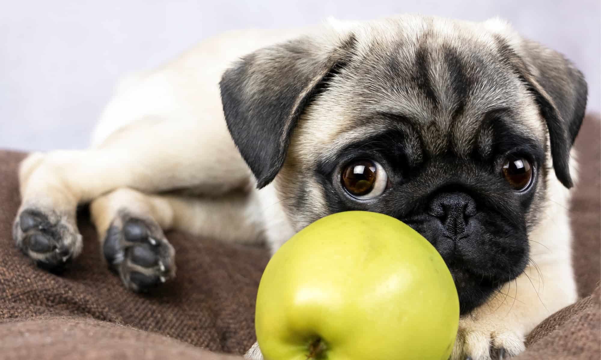 are apples good for dogs