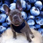 Are Blueberries Good for Dogs? Exploring the Benefits and Risks of Adding Blueberries to Your Pup’s Diet are blueberries good for dogs