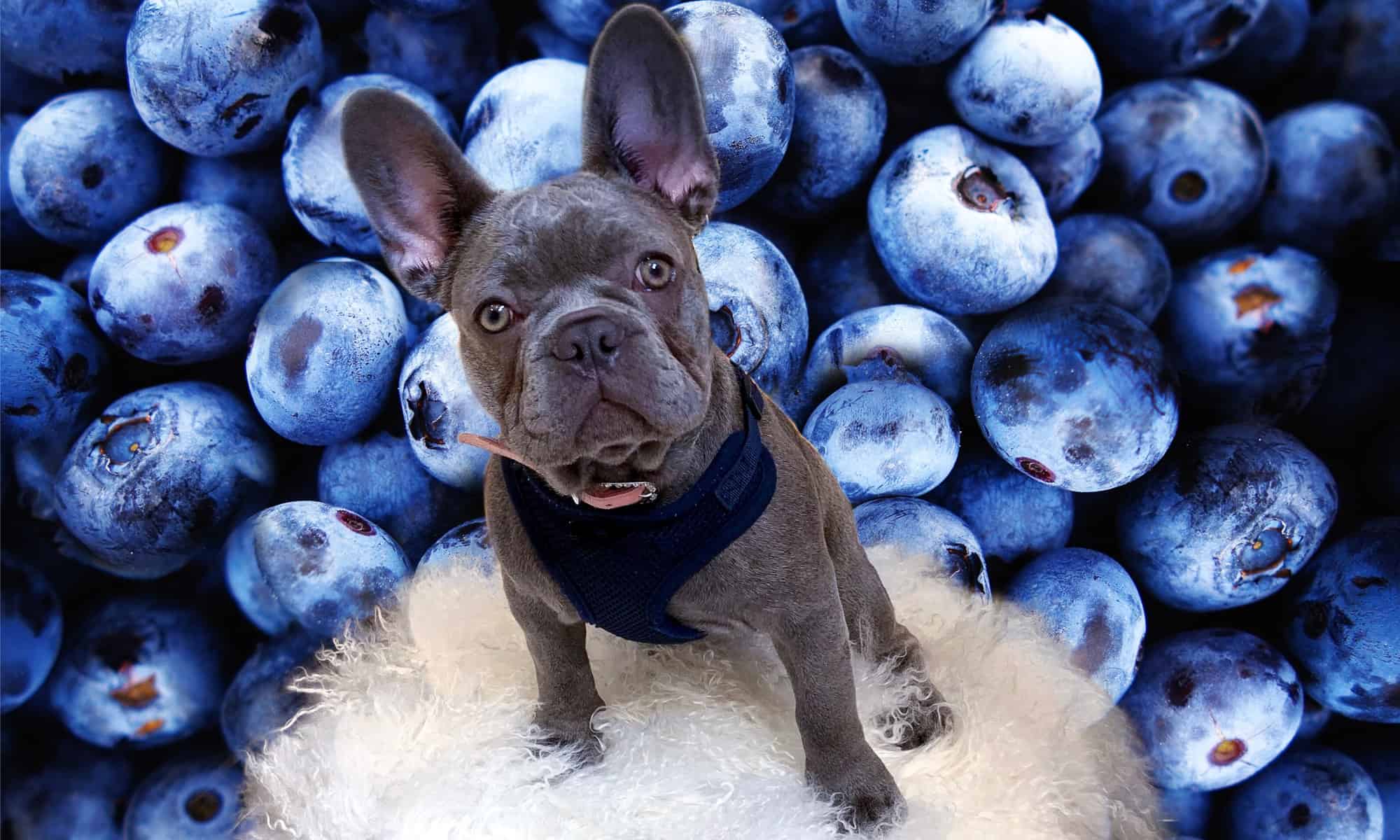are blueberries good for dogs