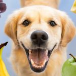 Are Peanuts Bad for Dogs? Nut Allergies and Canine Health are peanuts bad for dogs